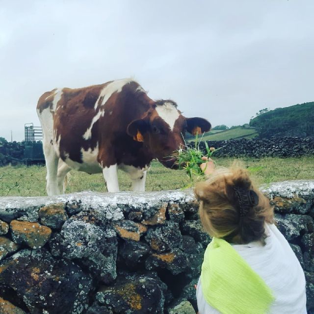 Terceira Island : Half-Day Van Tour on the West Coast - The Cheese Tasting at Queijo Vaquinha