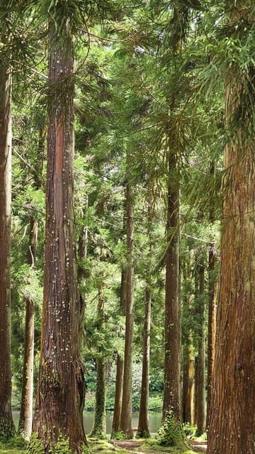 Terceira Island : Half-Day Van Tour to the Caves - Algar do Carvão’s Temporary Closure and the Alternative Visit to Biscoitos