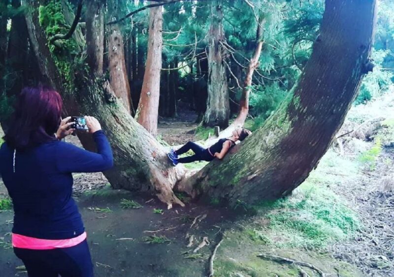 Terceira Island : Hiking Trail Rocha do Chambre - Flora and Volcanic Features: A Botanical and Geological Showcase