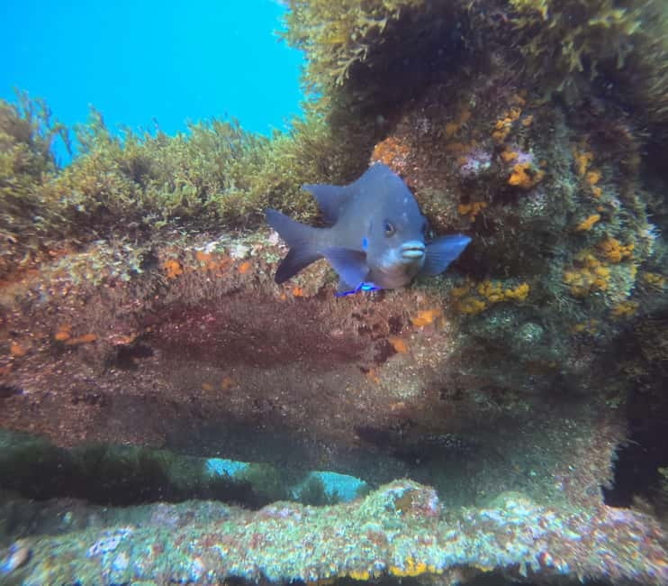 Terceira Island: Snorkeling Adventure - Key Points