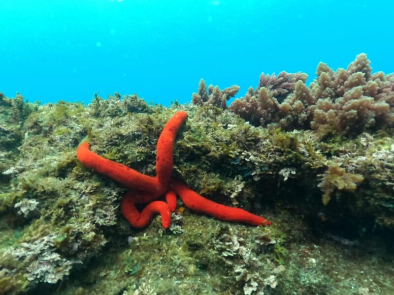 Terceira Island: Snorkeling Adventure - Equipment and Safety Measures Included