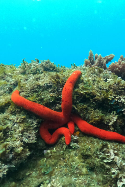 Terceira Island: Snorkeling Adventure - Why This Snorkeling Tour Stands Out