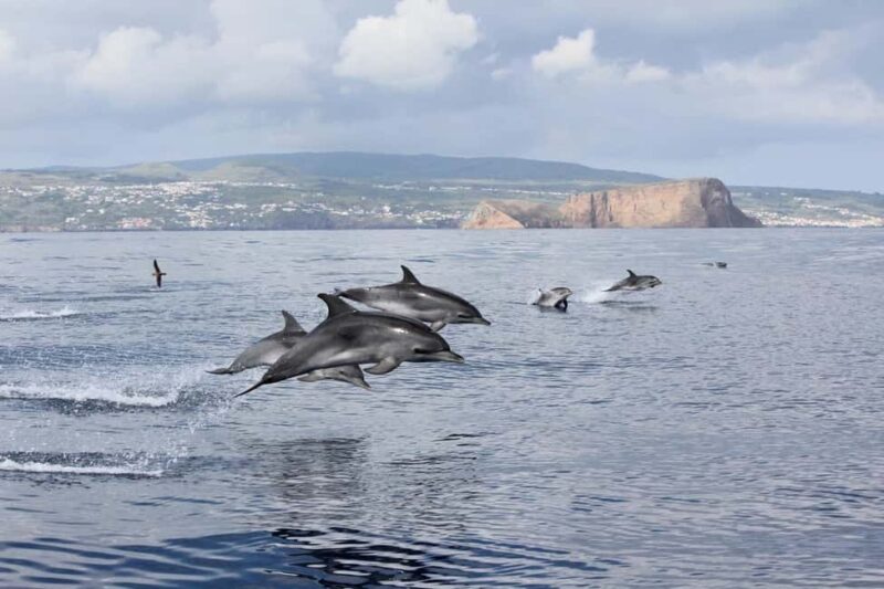 Terceira Island: Swimming with Dolphins + Snorkeling - Dive into Azores: Swimming with Dolphins and Snorkeling Experience