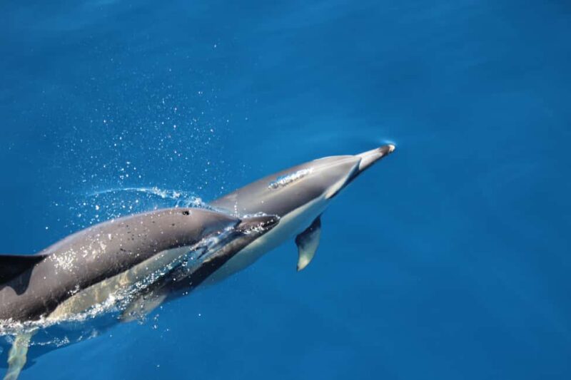 Terceira Island: Swimming with Dolphins + Snorkeling - Snorkeling in Azorean Marine Reserves: What Lies Beneath