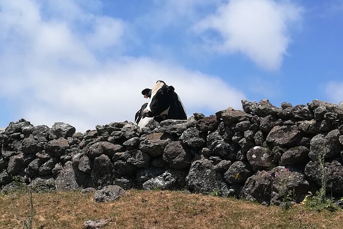 Terceira Island Transfers | Azores - Key Points