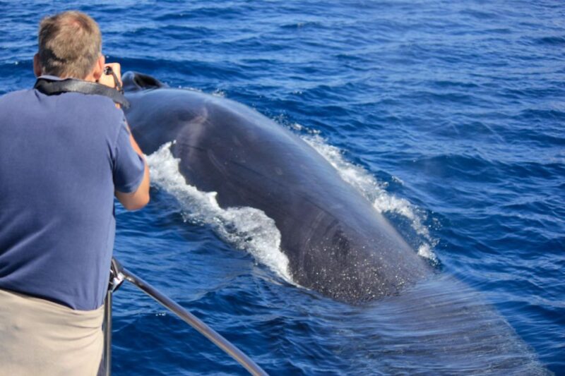 Terceira Island : Whale and Dolphin Watching boat excursion - From the OceanEmotion Office to the Azorean Waters
