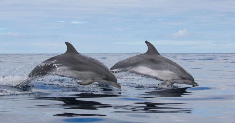 Terceira Island : Whale and Dolphin Watching boat excursion - Responsible Whale and Dolphin Watching Practices