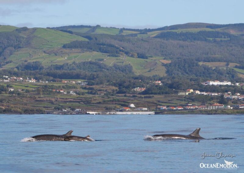 Terceira Island : Whale and Dolphin Watching boat excursion - The Unique Marine Environment of Terceira Island