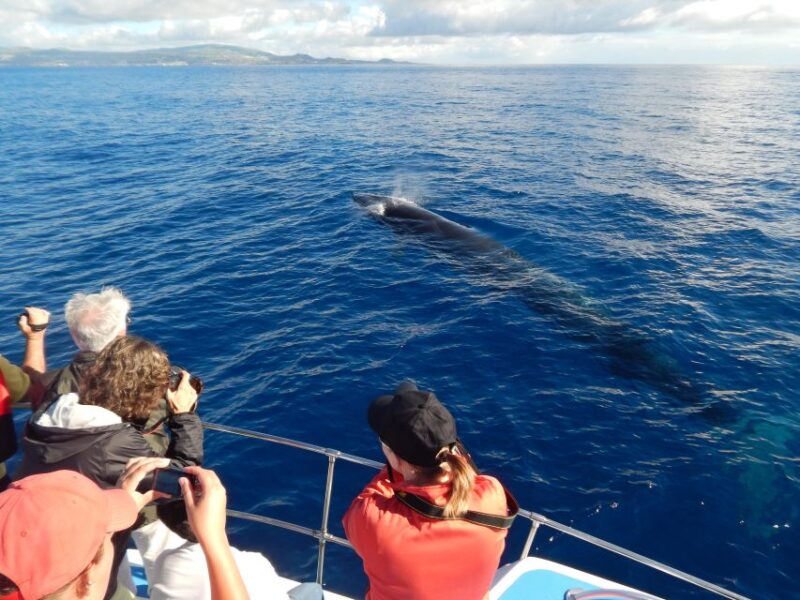 Terceira Island : Whale and Dolphin Watching boat excursion - The Sum Up: A Rewarding Marine Adventure in the Azores
