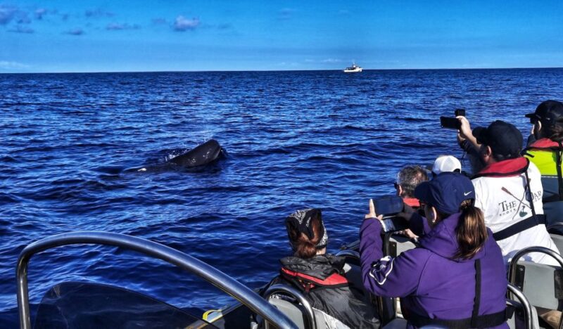 Terceira: Whale and Dolphin Watching in a Zodiac Boat - The Role of the Whale Spotter at Monte Brasil