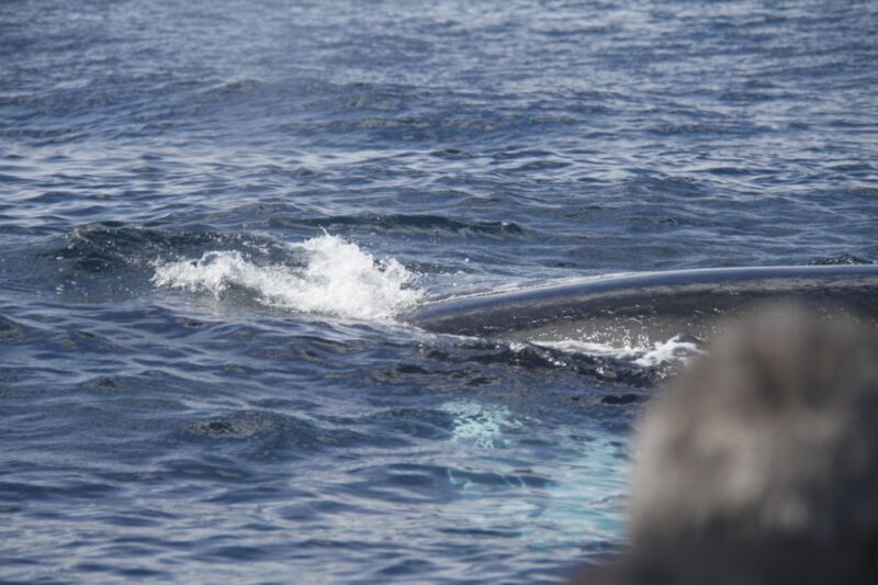 Terceira: Whale and Dolphin Watching in a Zodiac Boat - Trip Duration and Pacing