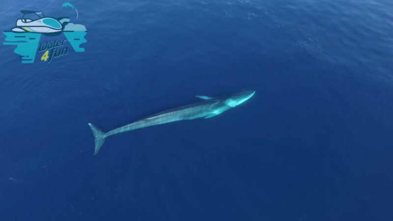 Terceira: Whale and Dolphin Watching in a Zodiac Boat - The Experience: Sightings and Observations