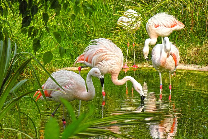 Terra Natura Benidorm Entrance Ticket - The Park’s Entertainment and Shows