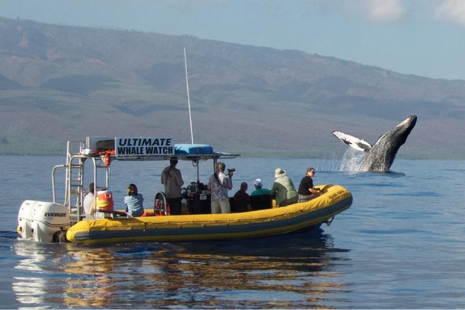 TEST Ultimate Whale Watch from Lahaina - Exciting whale sightings in Maui with a small-group tour from Lahaina