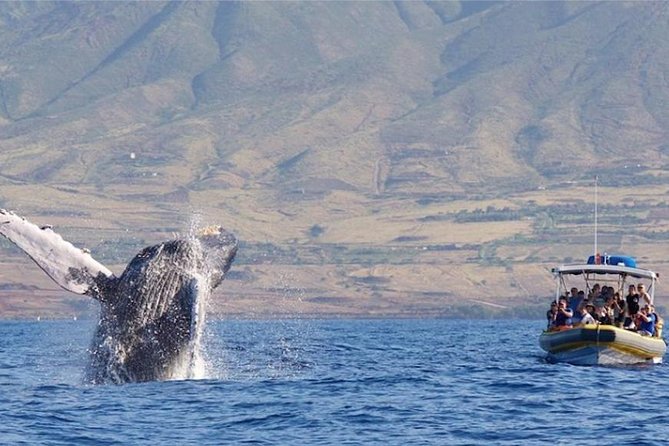 TEST Ultimate Whale Watch from Lahaina - Key Points