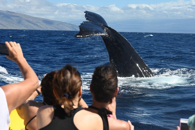 TEST Ultimate Whale Watch from Lahaina - Guides: knowledgeable, friendly, and engaging