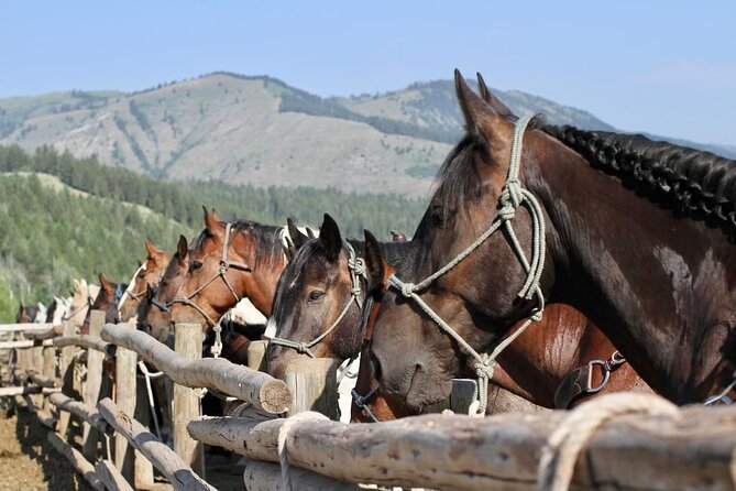 Teton View Horse Riding with Lunch - Physical Requirements and Accessibility