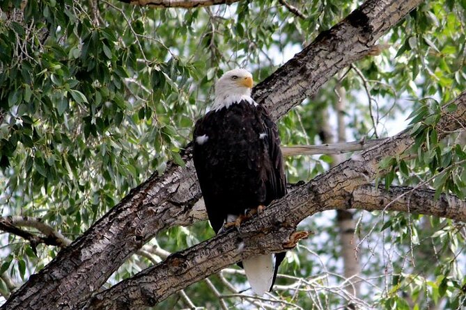 Teton Views Scenic Float Trip - Practical Tips for Your Float Trip