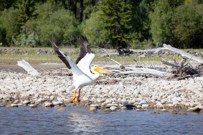 Tetons and Snake River Scenic Float Trip In Jackson Hole - Cancellation Policy and Weather Considerations
