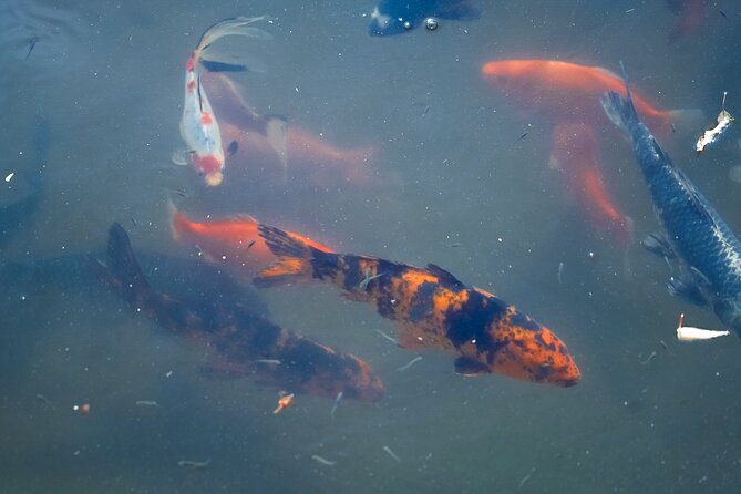 Texas Discovery Gardens General Admission - Key Points