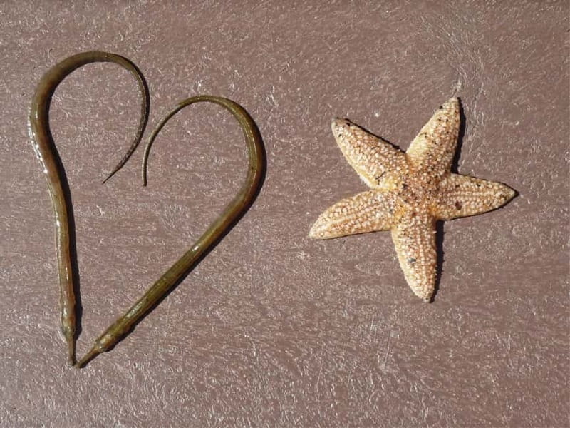 Texel: Electric Fatbike Rental with Map - Who Will Love This E-fatbike Tour?