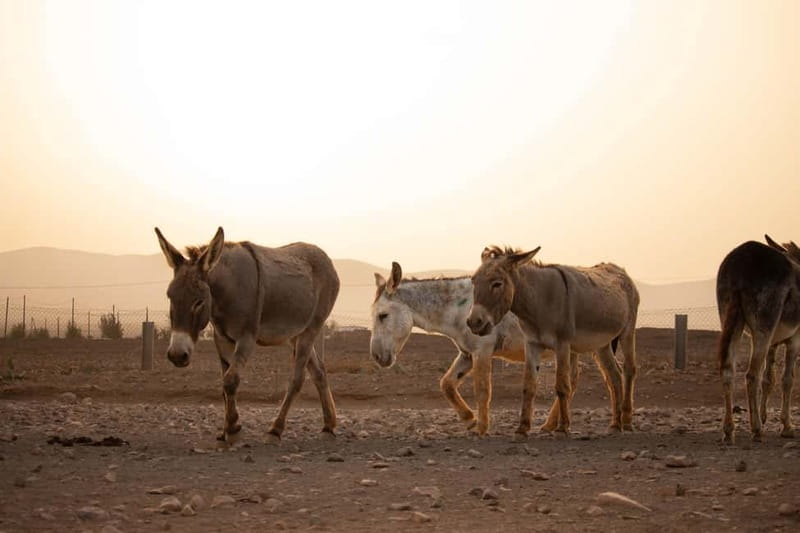 The Animal Academy - Shelter Tour - The Animal Academy Shelter: A Unique Rescue Experience in Spain