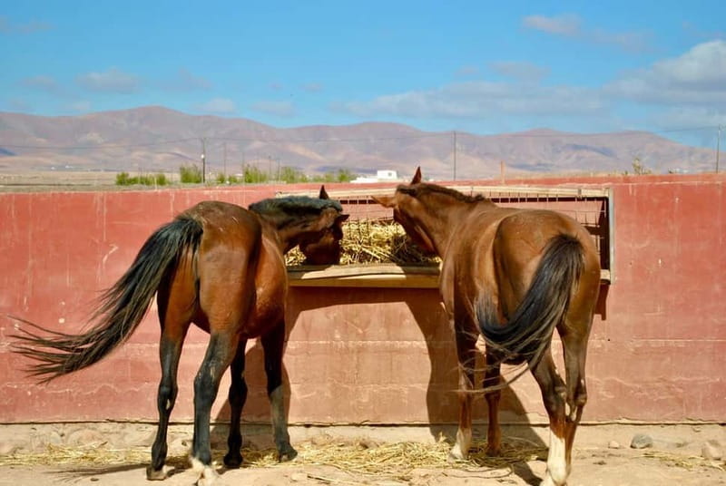 The Animal Academy - Shelter Tour - The Role of the Guides: Knowledge and Compassion