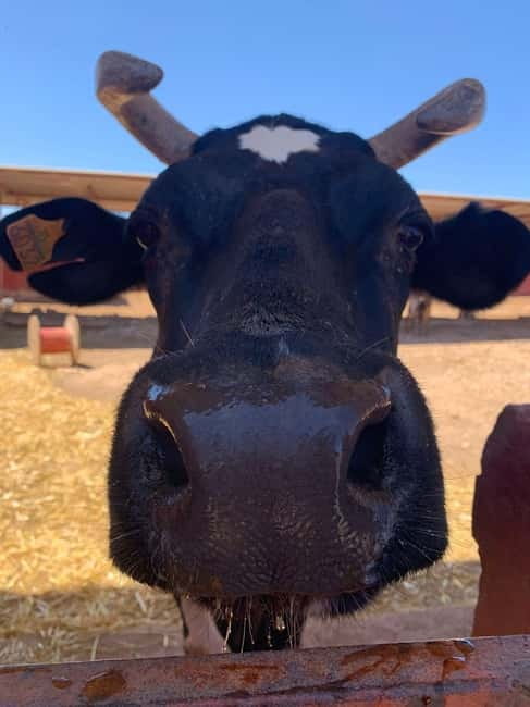 The Animal Academy - Shelter Tour - Visiting the Shelter: Ideal For Animal Lovers and Supporters