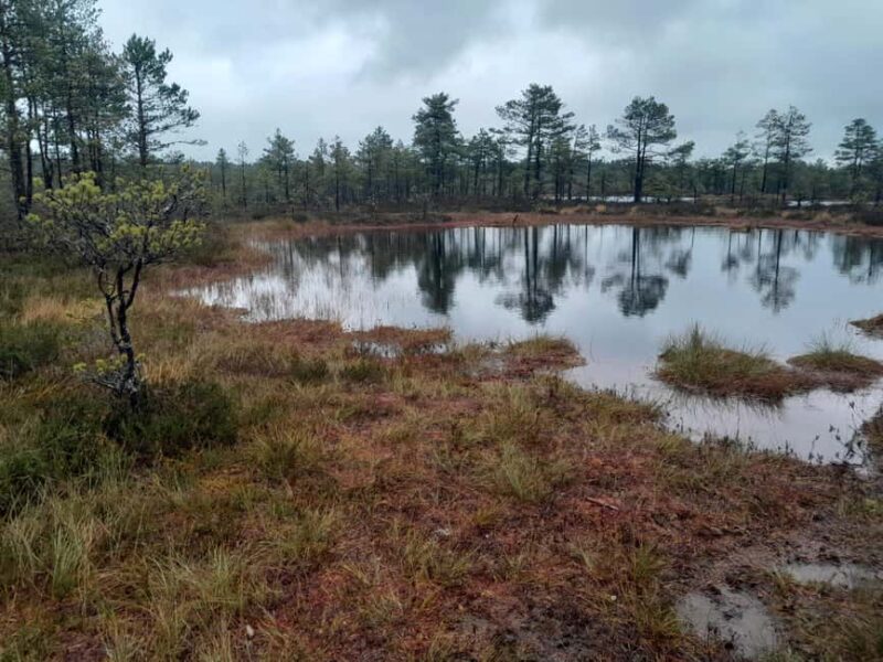 The Authentic Lahemaa daytour Carmen reisid - Oandu Forest Trail and Beaver Spotting