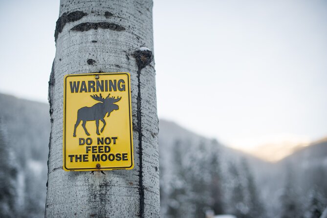 The BANFF NATURE Walk - 2hr Adventure - Wildlife and Flora in Banff National Park