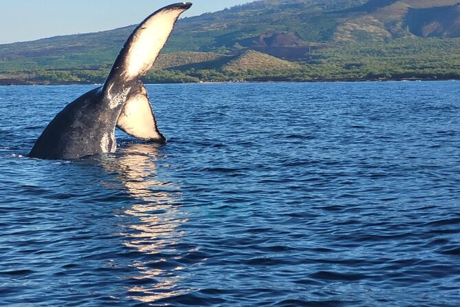 The Best 10 am 1.5 Hour Whale Watching Tour - Key Points