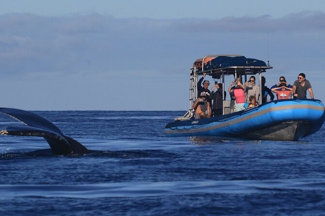 The Best 12 pm 1.5 Hour Whale Watching Tour - Discover the 12 pm Whale Watching Tour from Mauis Kihei