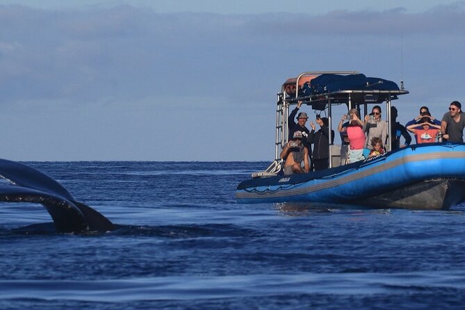 The Best 12 pm 1.5 Hour Whale Watching Tour - Key Points