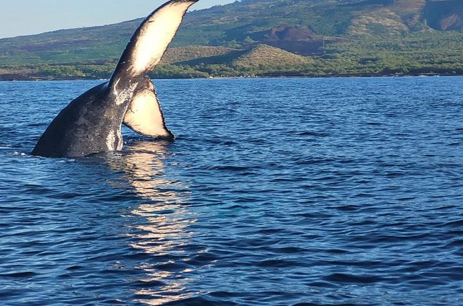 The Best 12 pm 1.5 Hour Whale Watching Tour - Whale Sightings and Listening Opportunities