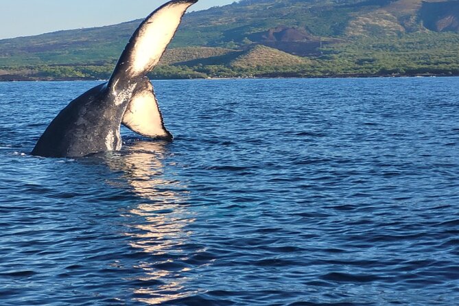 The Best 12 pm 1.5 Hour Whale Watching Tour - Group Size and Guide Expertise