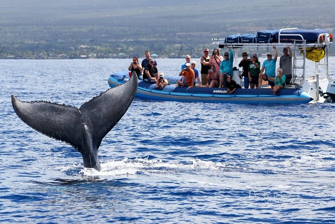 The Best 12 pm 1.5 Hour Whale Watching Tour - Customer Support and Booking Flexibility