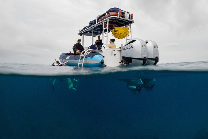 The Best 2.5 Hour Molokini Snorkel Tour & Whale Watch - Whale Watching from the Fast Inflatable Boat