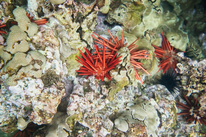 The Best 2 Hour Molokini Express Snorkeling - Beverages and Practical Amenities