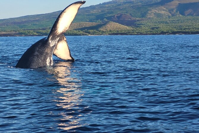 The Best 8 am 1.5 Hour Whale Watching Tour - Experience Maui’s Wild Humpback Whales with a 1.5-Hour Morning Raft Tour