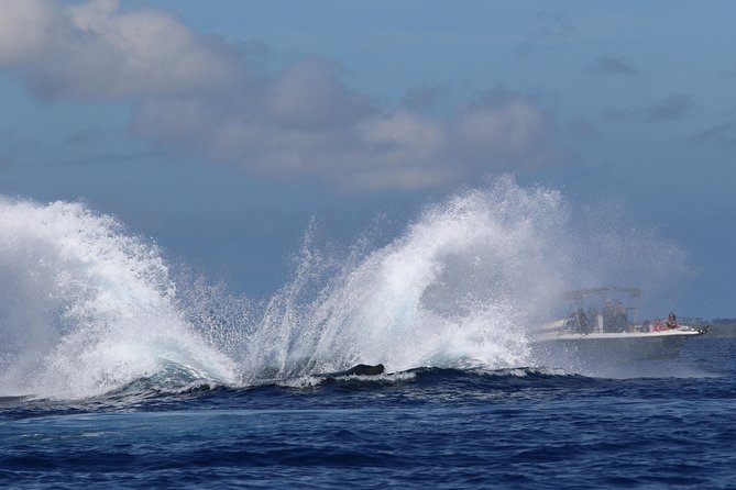 The Best 8 am 1.5 Hour Whale Watching Tour - The Experience of Close Encounters and Listening to Whale Songs