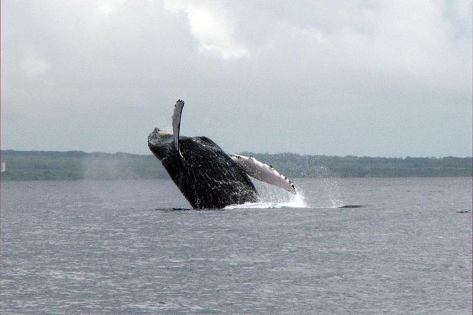 The Best 8 am 1.5 Hour Whale Watching Tour - Customer Praise for the Guides and Overall Experience