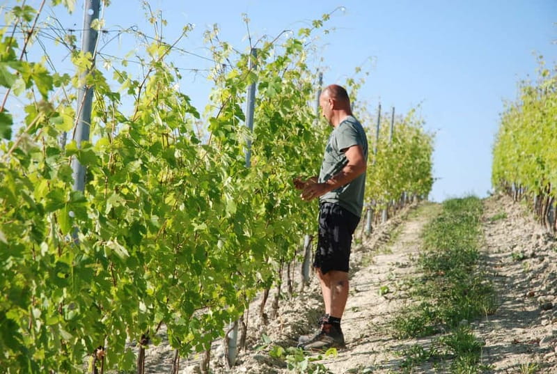 The Best of the Langhe: Wine Tasting & Traditional Meal - Scenic Views During the Vineyard Visit