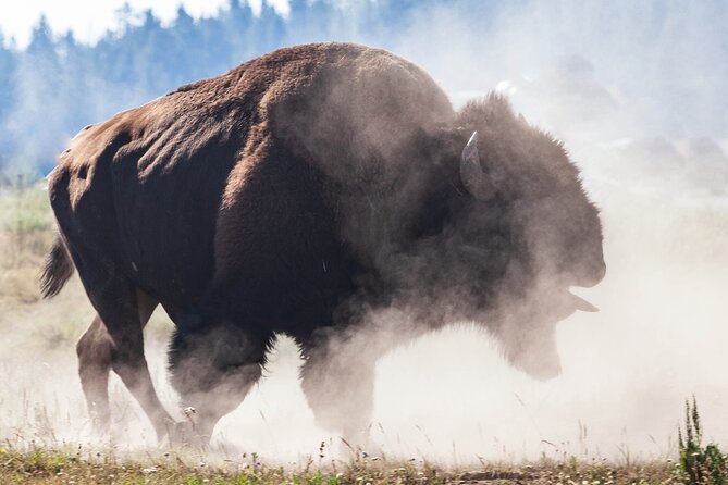 The Best of Yellowstone - Nat'l Park Day Tour From Cody - Private - Viewing the Grand Canyon of Yellowstone from Artist Point