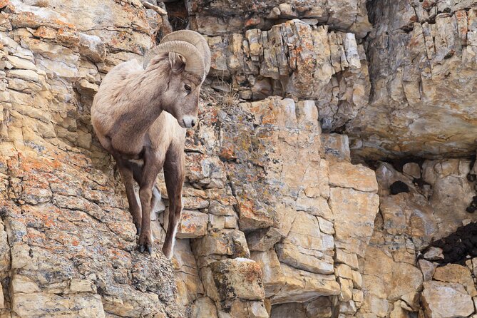 The Best of Yellowstone - Nat'l Park Day Tour From Cody - Private - Scenic Stop at Yellowstone River for Wildlife Viewing