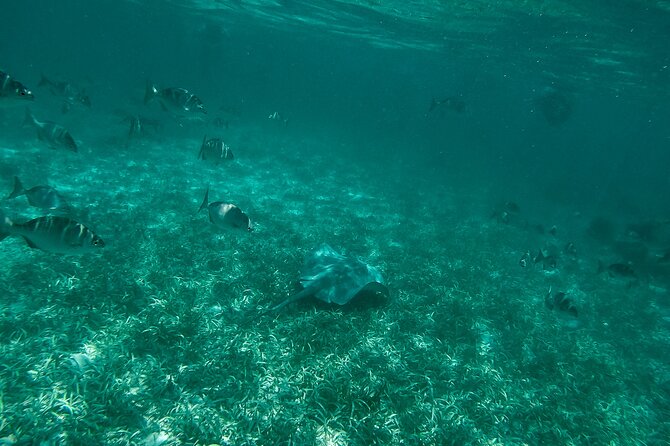 The Best Speedboat Tour In Cancun through Nichupte Lagoon, Snorkel included. - The Cost Breakdown and Additional Fees