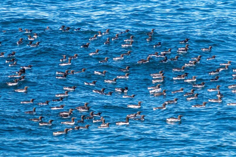 The Bird Safari Tour - Key Points