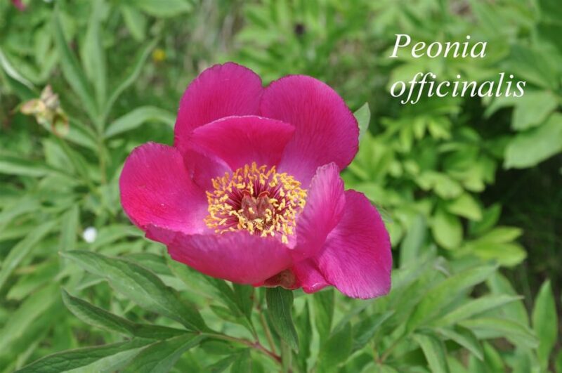 THE BOTANICAL GARDENS OF AOSTA VALLEY - Saussurea Garden: An Extensive Collection of 800 Species