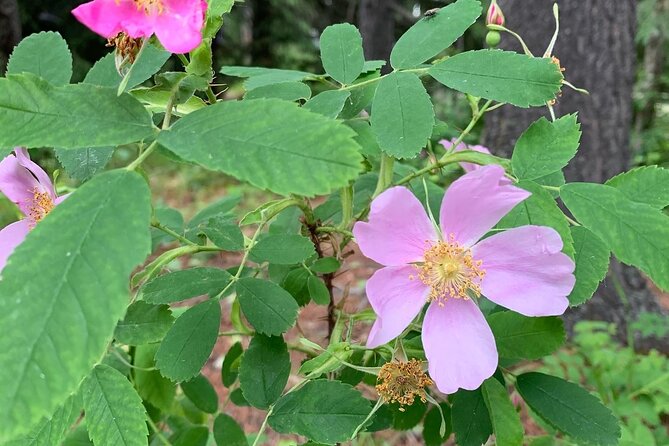 The Canmore History Tour - 1.5H Walk - Who Will Enjoy This Tour the Most?