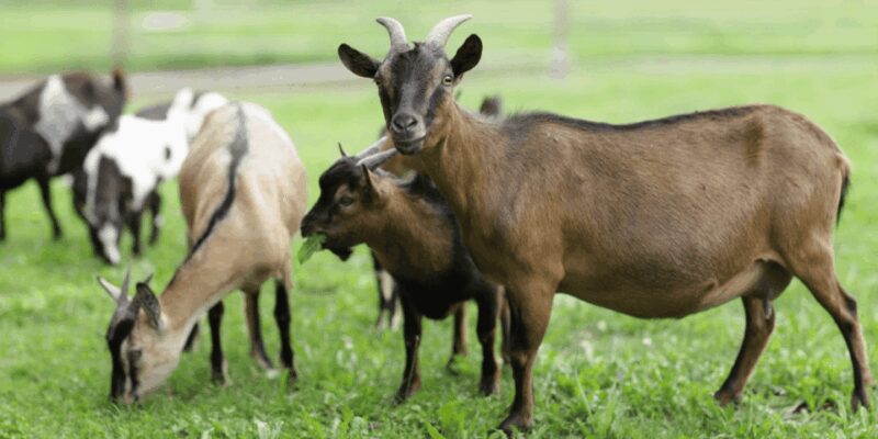 The cheeses and goats of the Roero. - Cheese making with Paolo in the rural kitchen