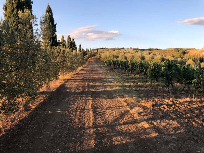 The Chimera d'Albegna: tour and wine tasting. - Exploring the Vineyards and Olive Groves of Maremma